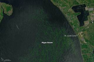 Illustration for article titled Florida's Disgusting Algae Bloom Is Now Visible From Space